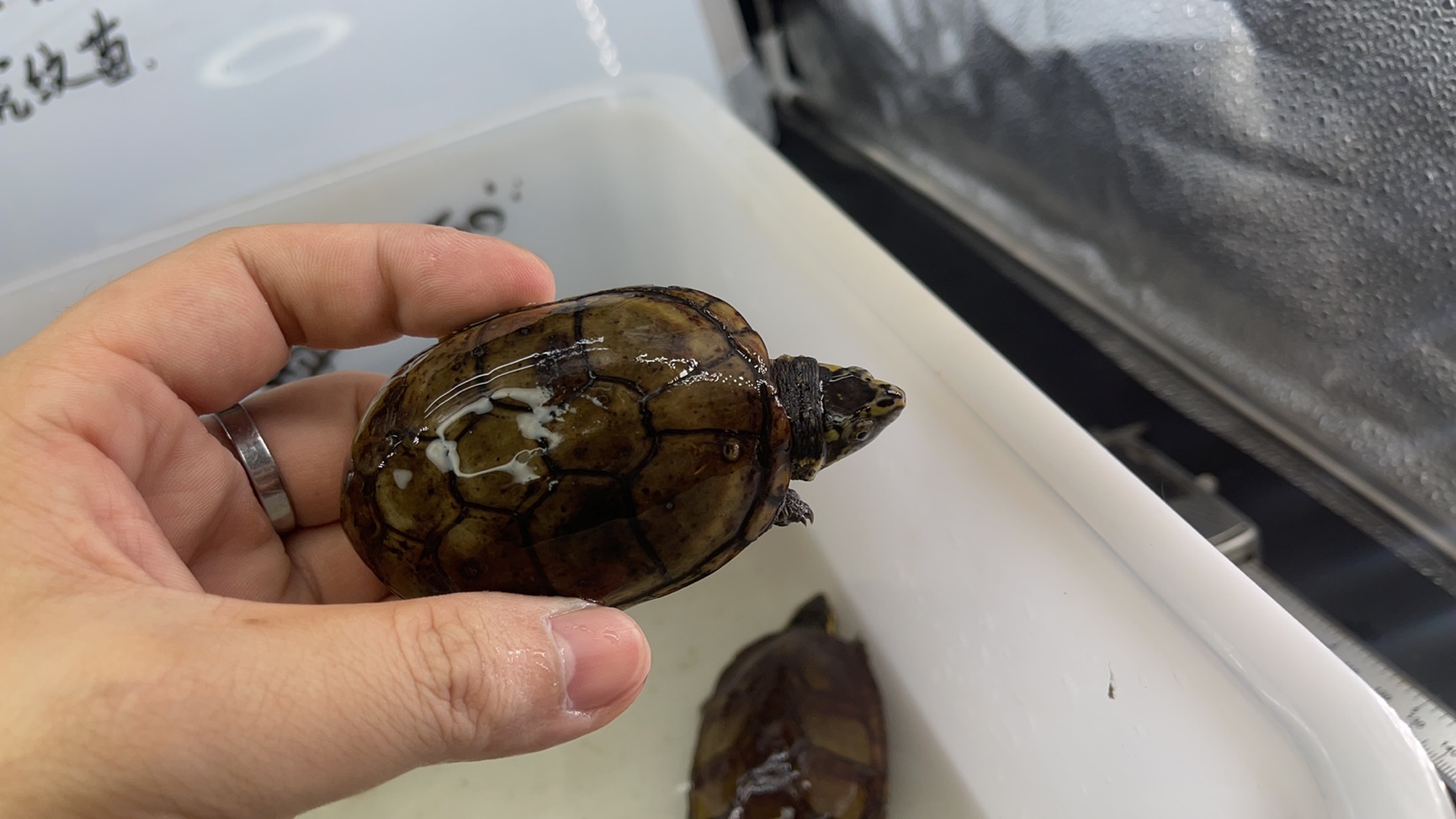 头盔种公一只发货龟