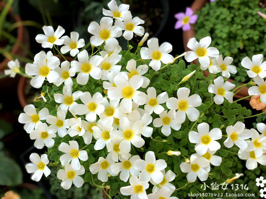现货6月发货oxalisobtusasilvermoon银月ob酢浆草种时令草本花卉