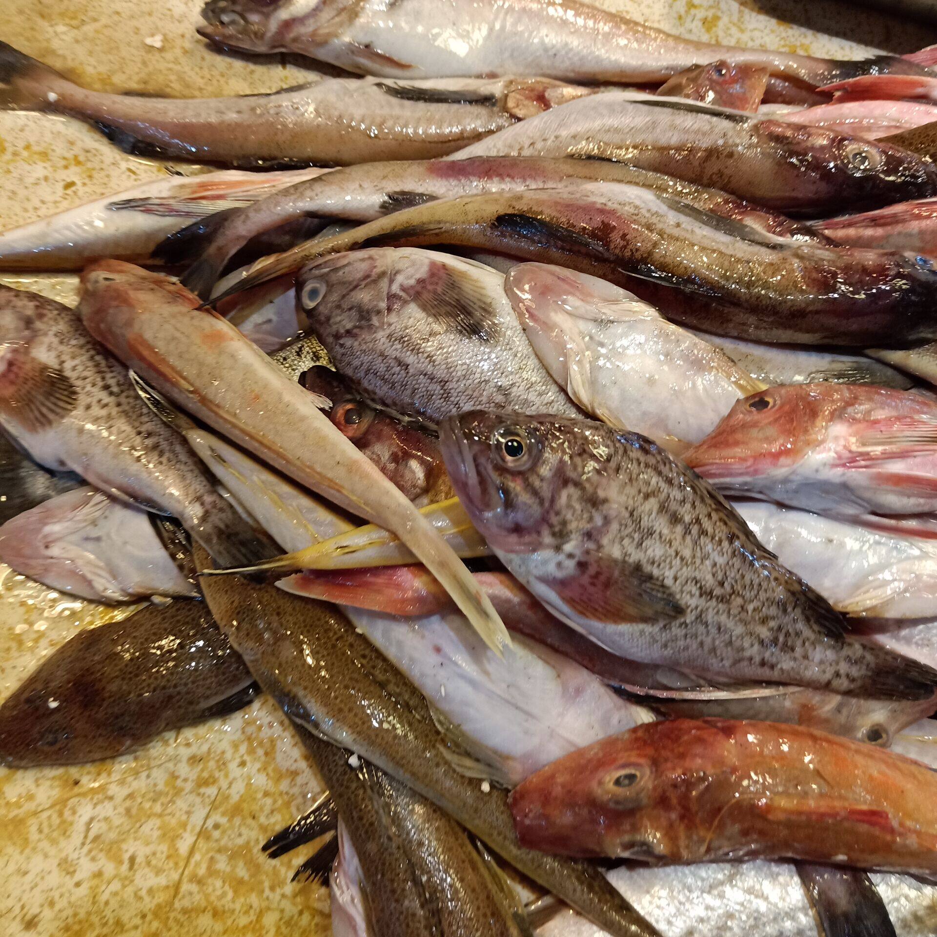 杂拌渤海新鲜野生海杂鱼下酒酒菜鲜鱼大连连海比目鱼