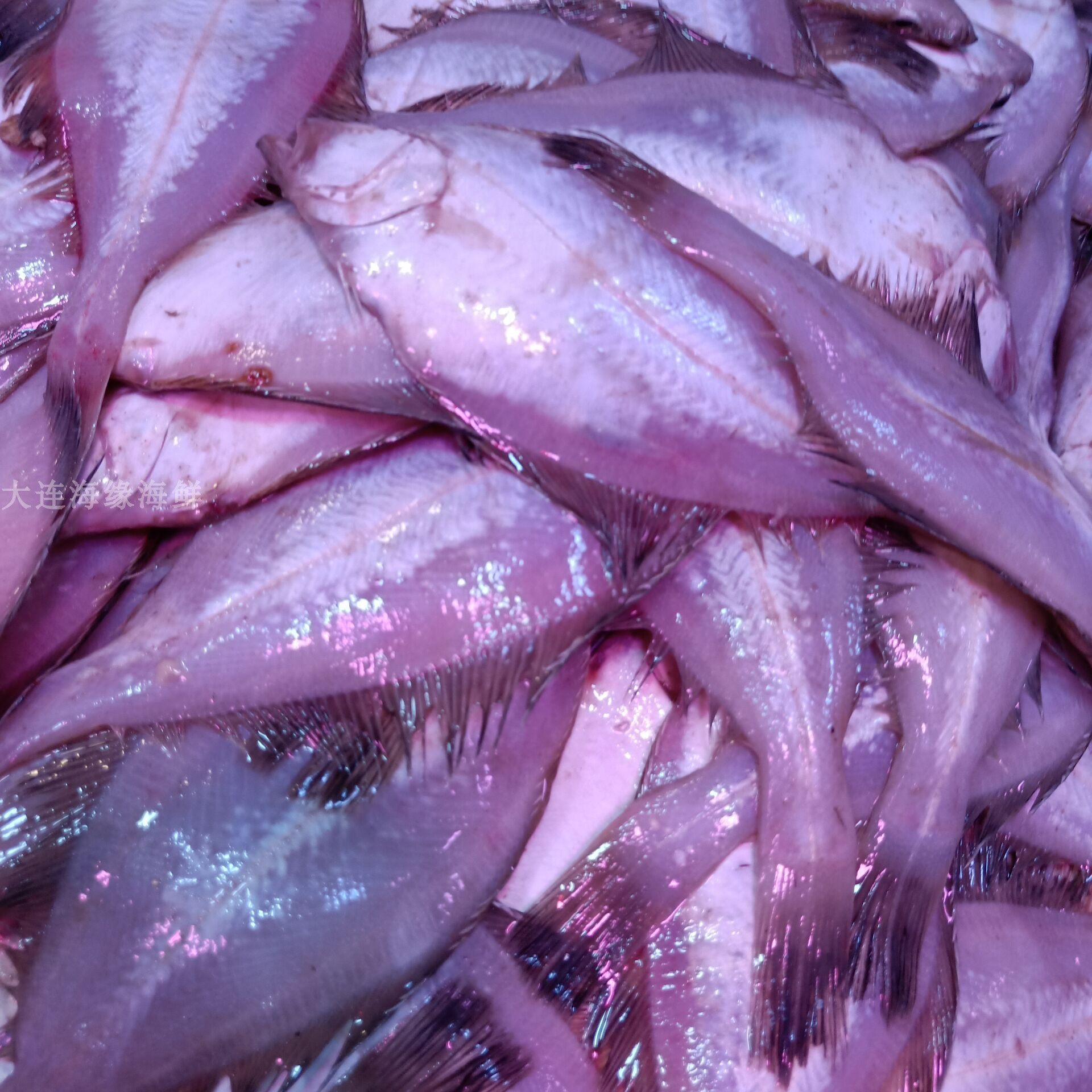 偏口大连海鲜新鲜34条斤冰鲜小比目鱼干煸鲽鱼
