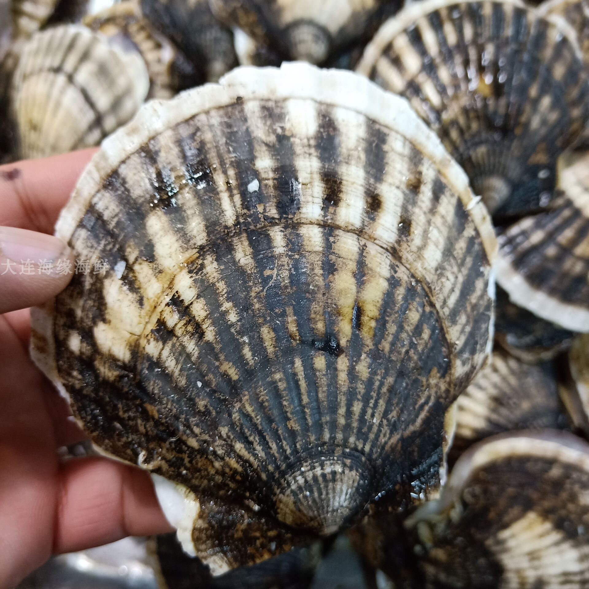 新鲜扇贝5只虾夷夏夷元贝鲜活带壳扇贝