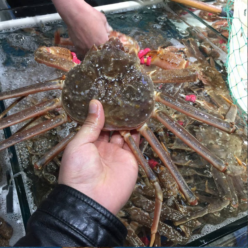 鲜活无污染海域野生大板长脚松叶鳕蟹鳕蟹