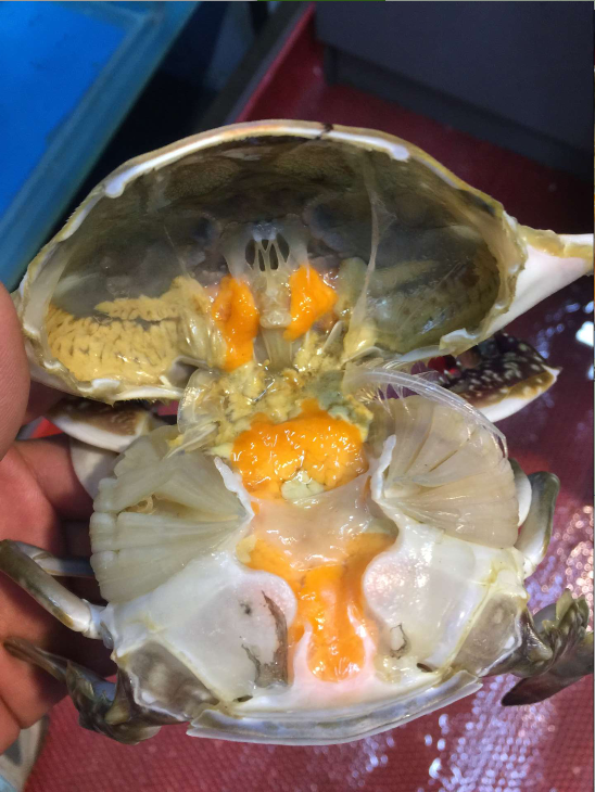 大连黄膏梭子顶盖蟹满东沟母飞鲜活1斤4两其它