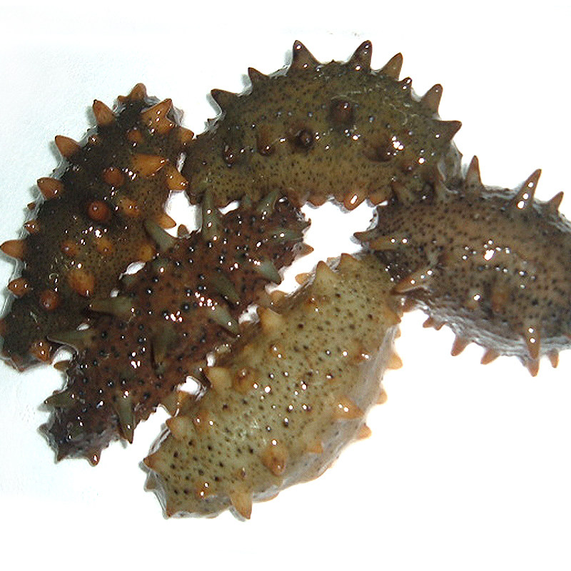 【现场直播】野生鲜活海参500克海参活体现捞现煮三份包邮