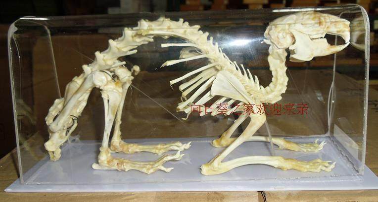 骨骼模型j43106标本兔子中学中学生生物教学仪器教学仪器