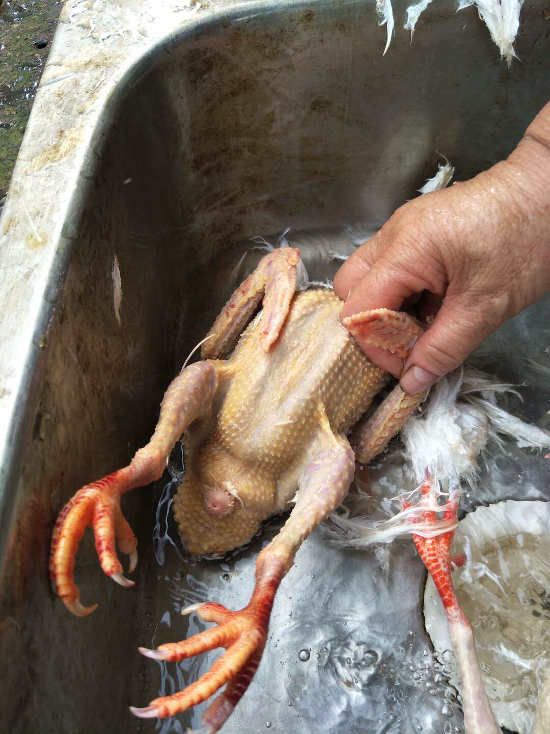 崇明农家老鸽子三年老鸽1只活杀现发买2只顺丰包邮