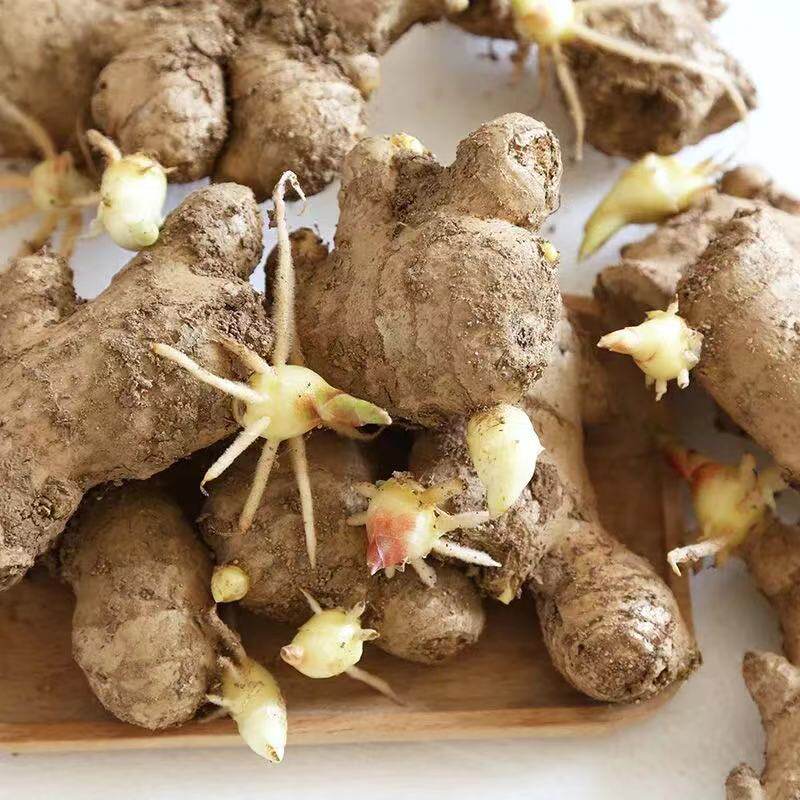 姜种山东黄姜苗种芽姜苗姜种子老姜10斤东大生姜