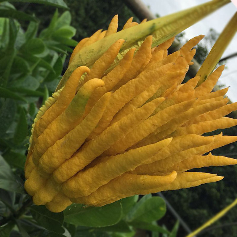 佛手5斤自家种植新鲜现摘现发清供摆供金华佛手果