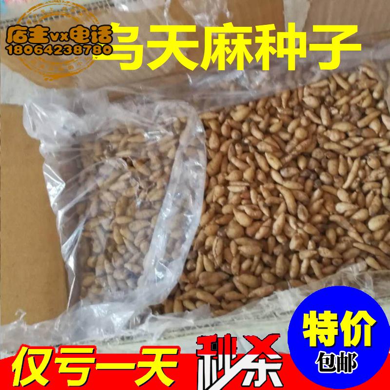 天麻种子种苗收购包收购栽培技术野生原种种植种麻天麻