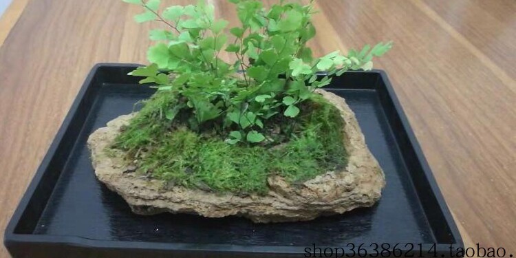 纯天然浮石火山山石桌面花盆盆栽田园花卉多肉花盆
