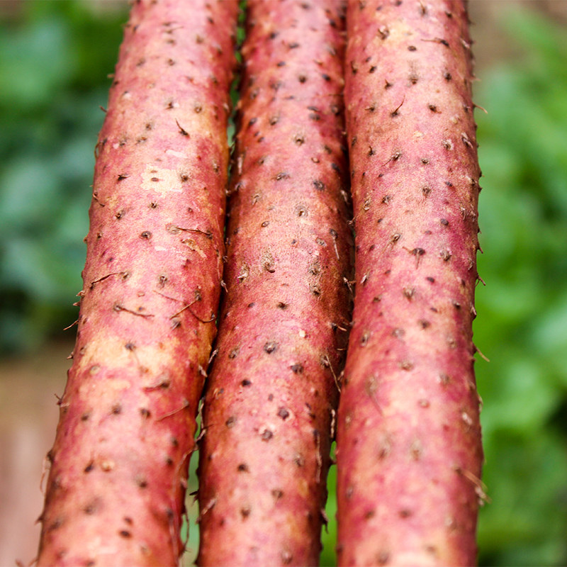 严选红皮 铁棍山药5斤装新鲜正宗河南焦作温县特产铁杆怀山片淮山