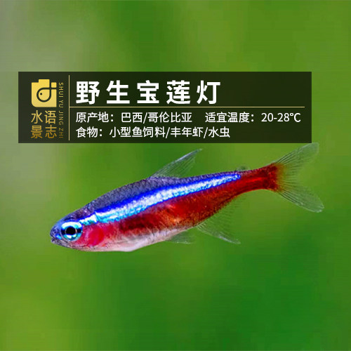 进口巴西宝莲灯印尼黄金黄金宝宝莲绿莲红绿灯热带鱼