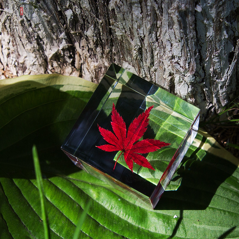格格格物红枫枫叶树叶标本立方体桌面摆件男女摆件