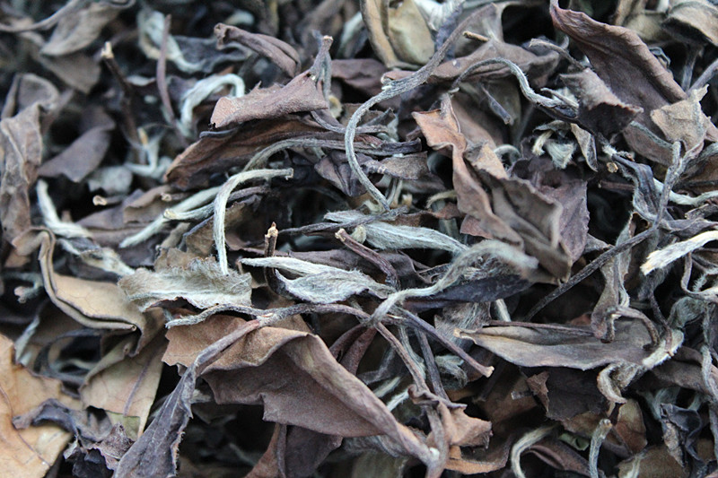 白茶福鼎正宗2011年太姥山高山野生老寿眉老寿眉