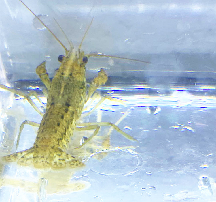 水族宠物虾龙工具冷水观赏淡水自家变色单性虾