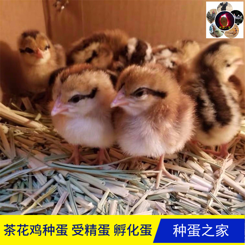 纯种白耳山茶花鸡种蛋受精蛋云南茶花鸡海南鸡蛋可孵化原鸡蛋包邮