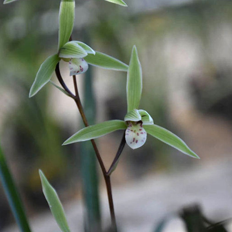 浓香细叶普通寒兰冬兰兰花花苗冬天开花室内花卉
