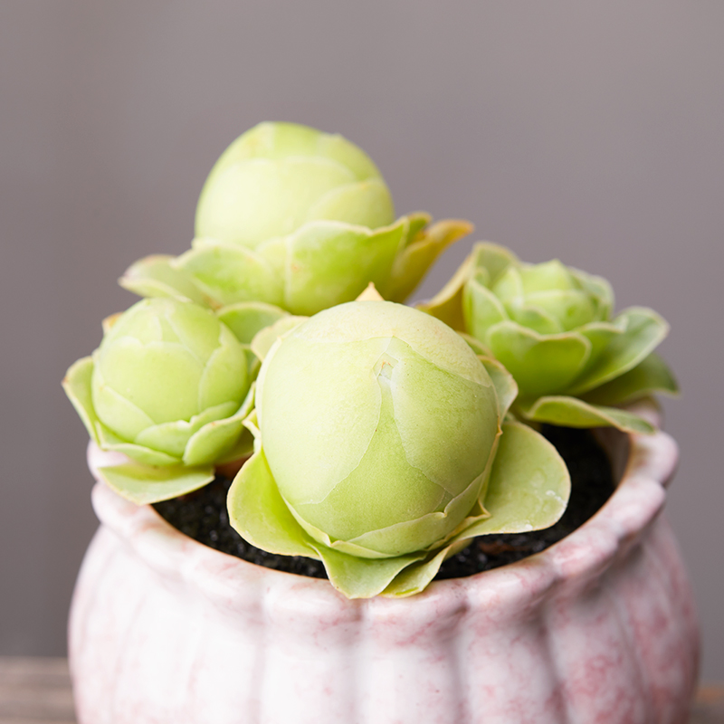 植物美诺花园鸡蛋山地玫瑰老桩多肉防辐射盆栽多肉植物
