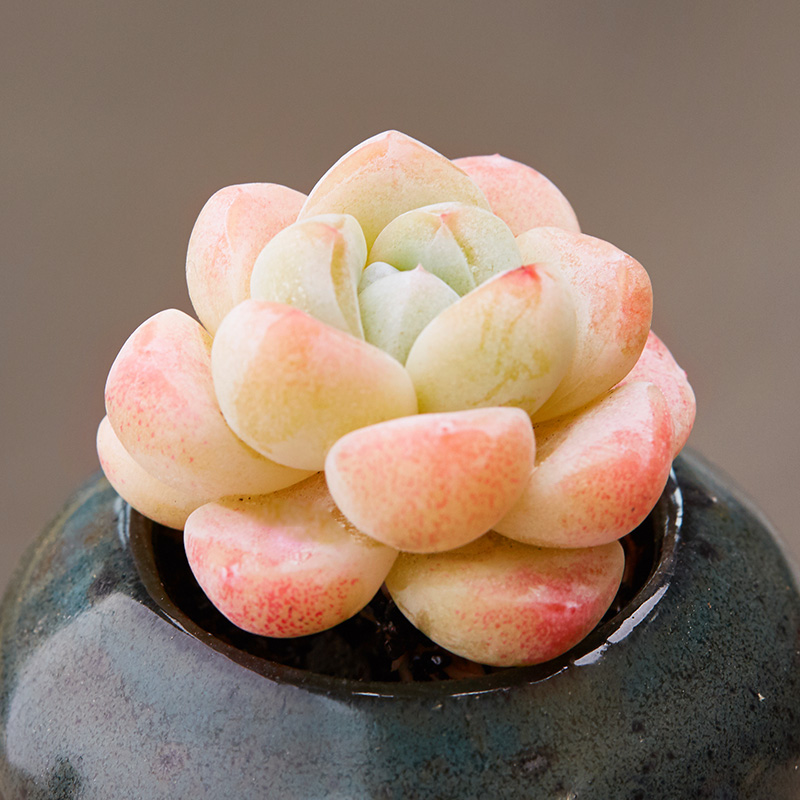 美诺花园冰玉冰淇淋多肉植物桌面防辐射小盆栽办公室绿植肉肉植物