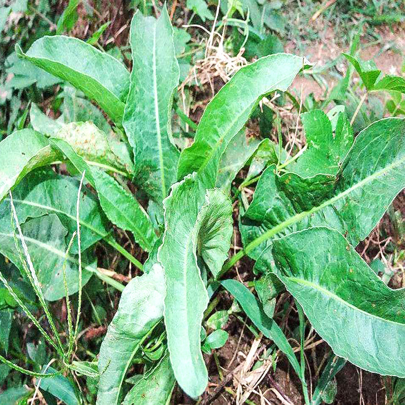 深山新鲜中草药土牛耳羊蹄根野大黄500g直销药材店铺中国食用产品