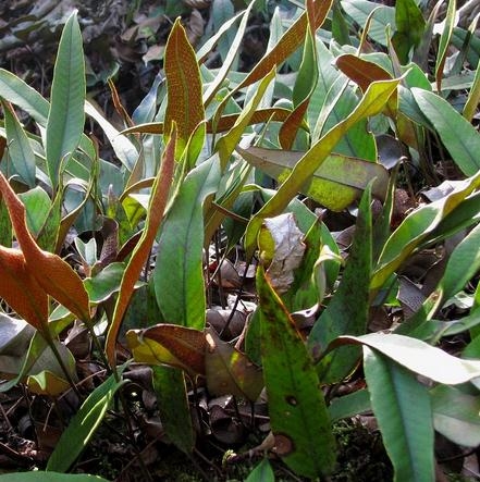 2019野生自采新鲜中药材石韦 石苇刀口药利尿结石500g2份包邮直销