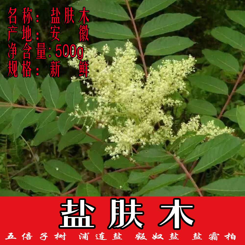 野生正品中药材盐肤木 五倍子树 浦连盐 叛奴盐 盐霜柏 鲜品500克