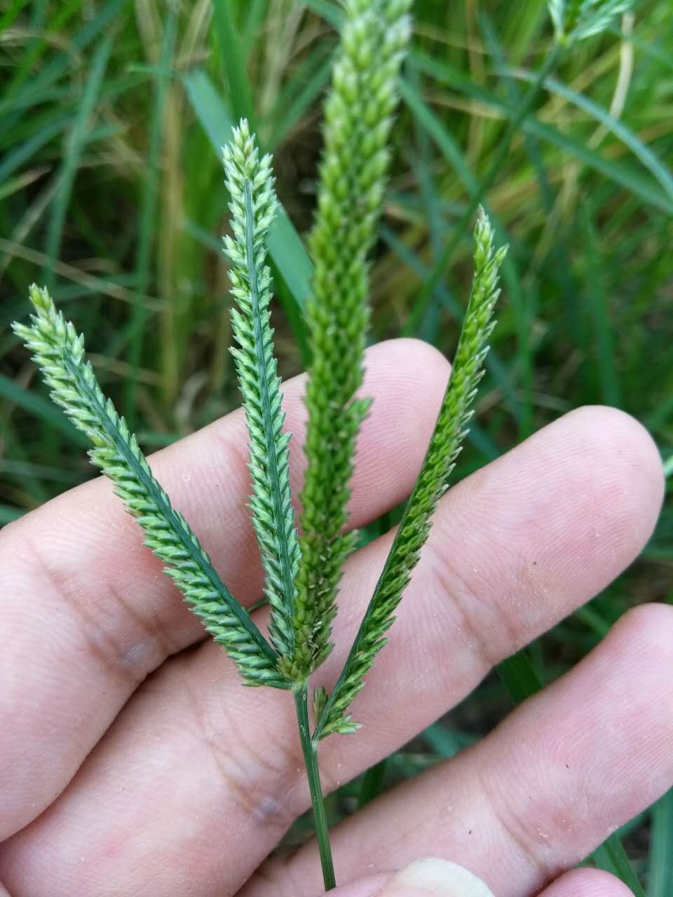 新鲜野生牛筋草500g 中草药千千踏忝仔草韧躬草蟋蟀草千人拔