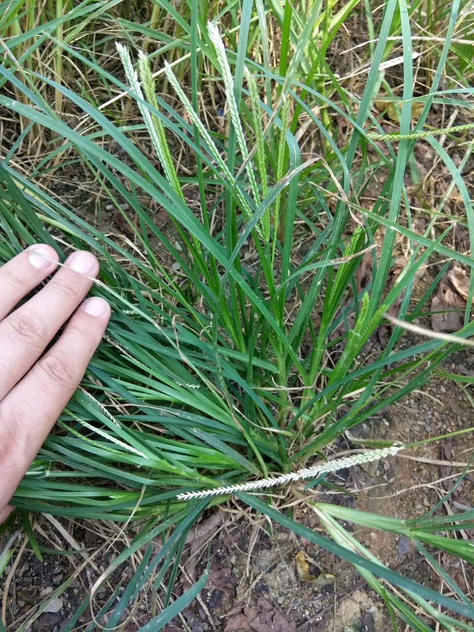 药用老牛筋草图片图片