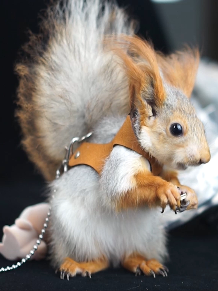 芝麻精选官网分体背心式松鼠绳雪地土拨鼠小宠防咬牵引