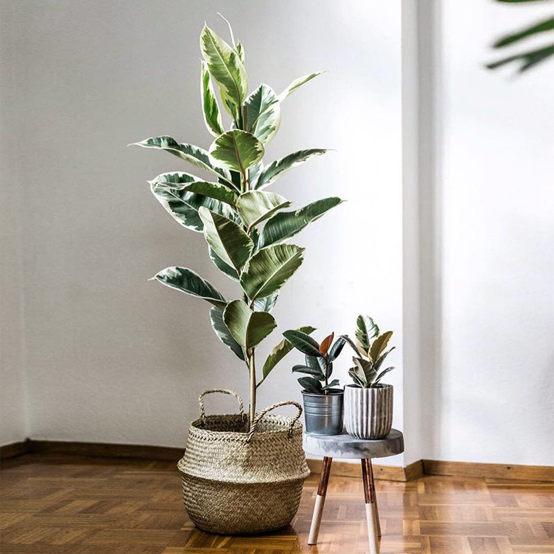 花叶橡皮树 橡皮树锦坦尼克 若慕 ins北欧风花园室内绿植花卉盆栽