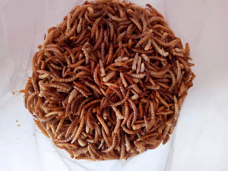 面包包虫干黄粉虫混合虫蛹仓鼠粮食龟粮刺猬饲料