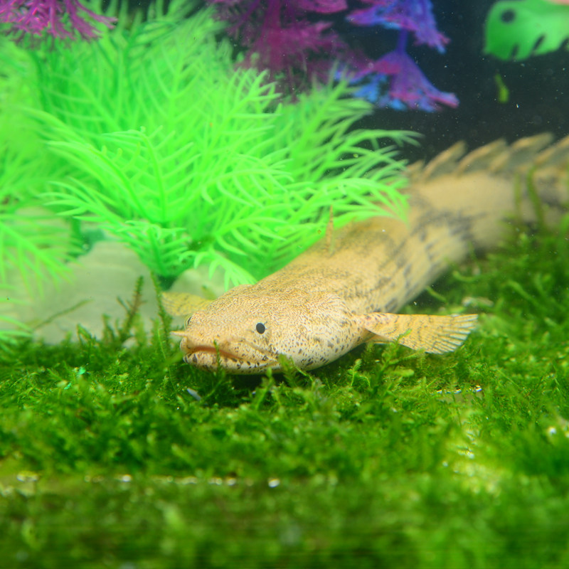 恐龙龙鱼热带鱼观赏鱼虎纹龙王古代鱼水水族大型鱼