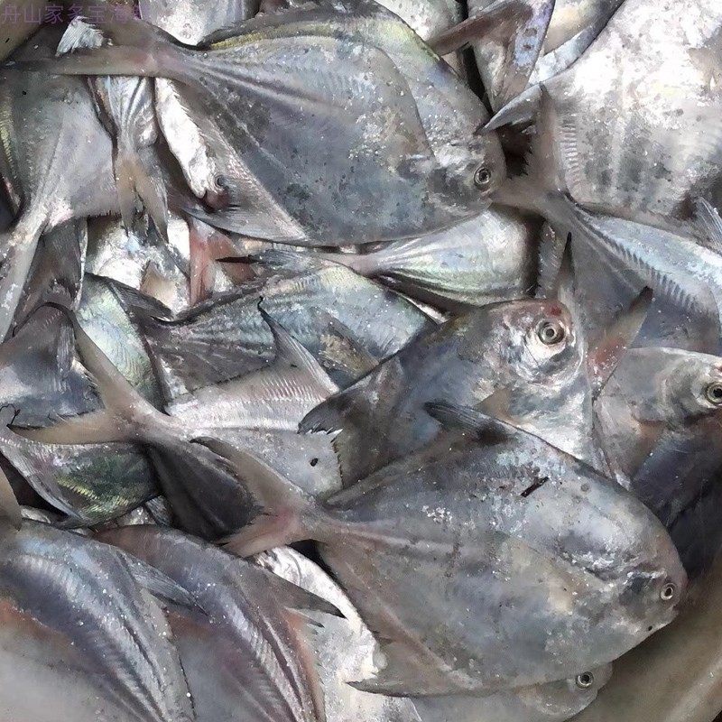 鲳鱼舟山本地海鲜野生新鲜平鱼1斤45条鲳鱼