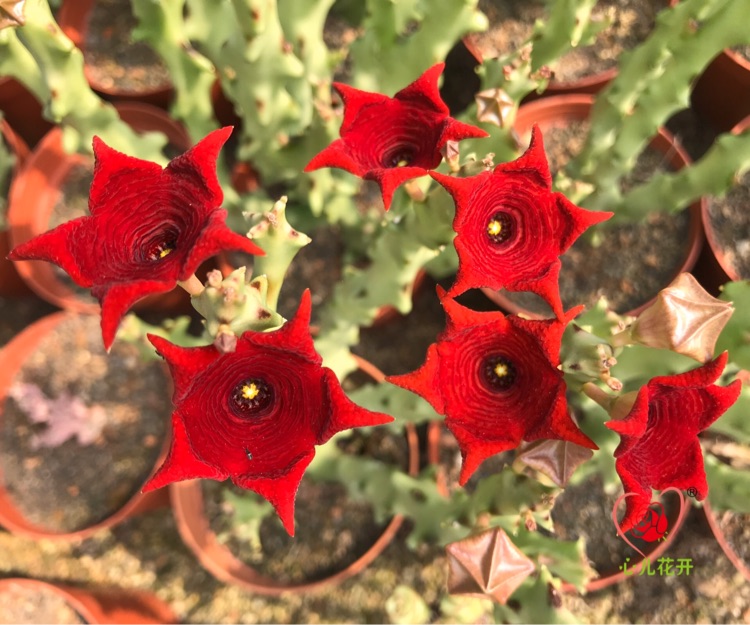 心儿花开园艺场白珊瑚萝藦科多肉植物