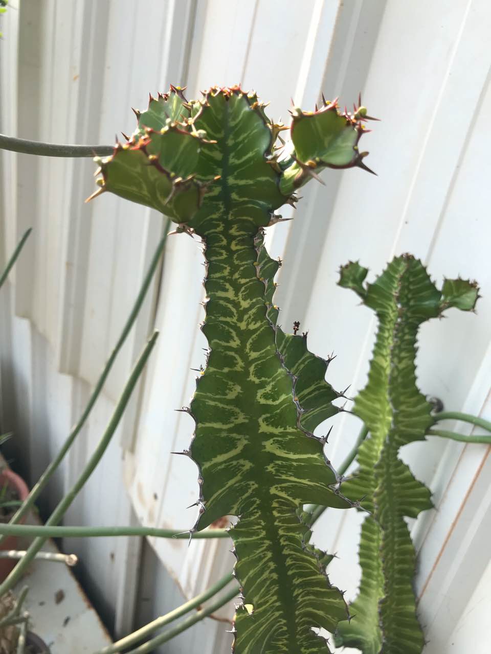 心儿花开开园艺场日出大戟科多肉植物多肉植物
