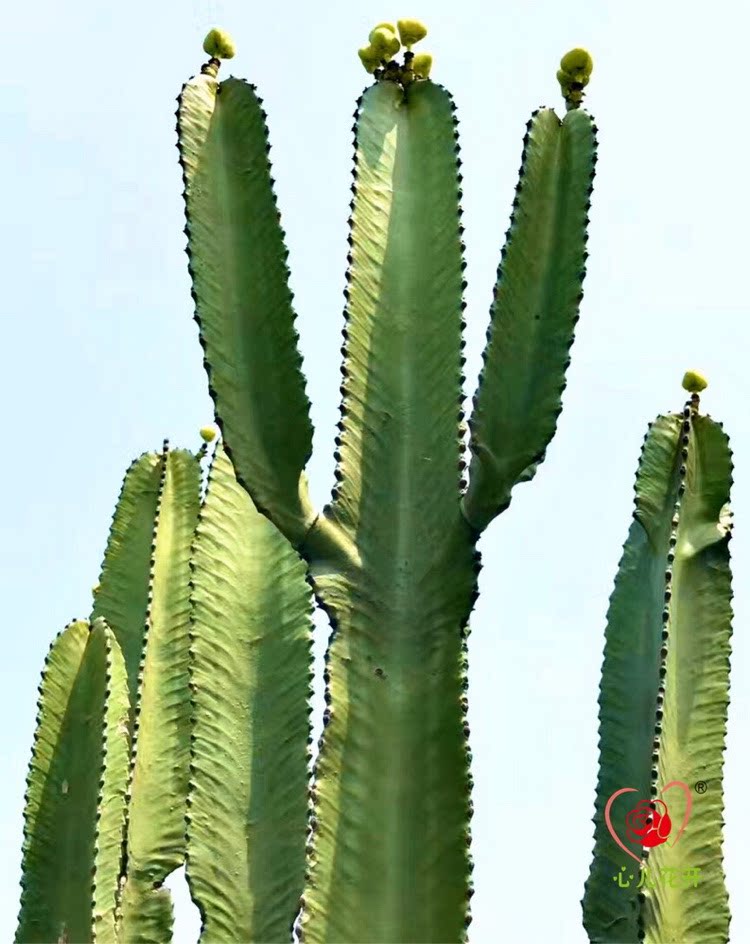 心儿花开开园艺场大戟阁无刺大型多肉植物多肉植物