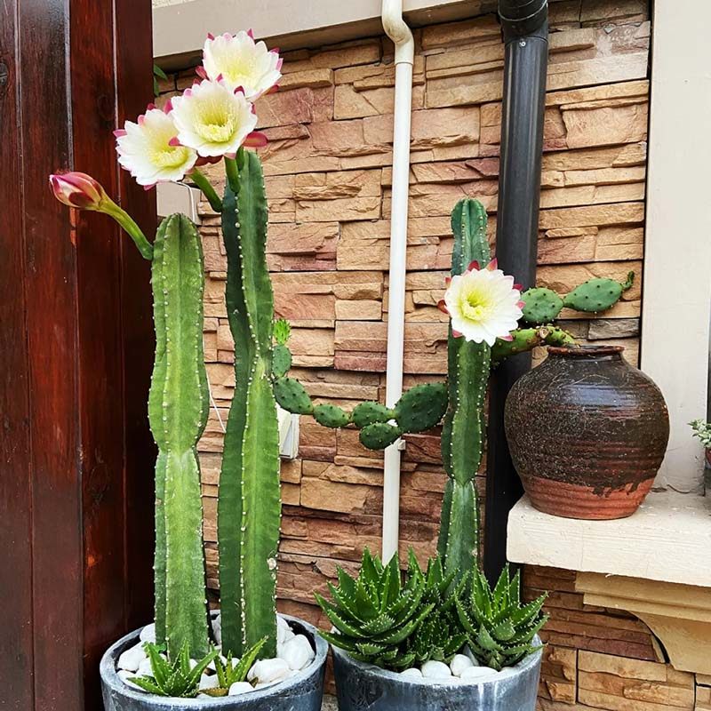 仙人掌量天尺秘鲁苹果天轮食用果实柱状多肉植物多肉植物