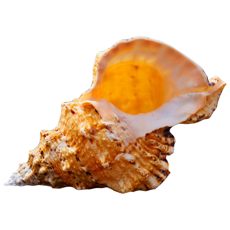 天然石号螺金口蛙螺超大海螺号角可吹贝壳摆件海螺