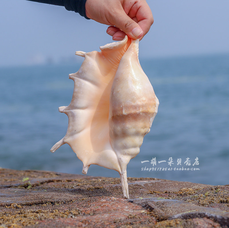 贝壳天然海螺超大七角螺壳收藏收藏家家居鱼缸海螺