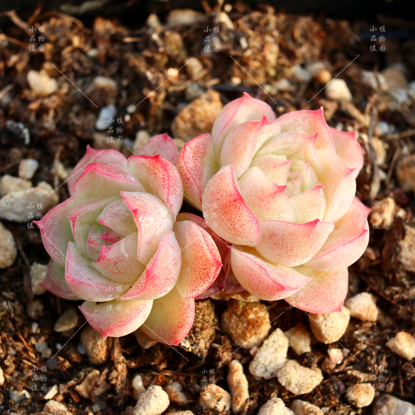 潘多拉女王多肉植物玫瑰一物一拍月影群生绿植多肉植物