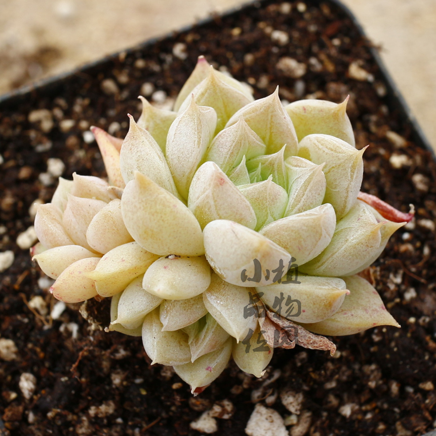 银河系多肉植物龙纹章多肉暗纹新品月影系一物一拍小品位植物园