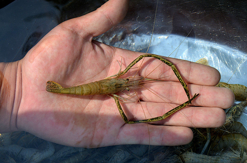 饮用山泉水库野生河虾虾米淡水虾大虾应季河鲜看水识品质三斤起发