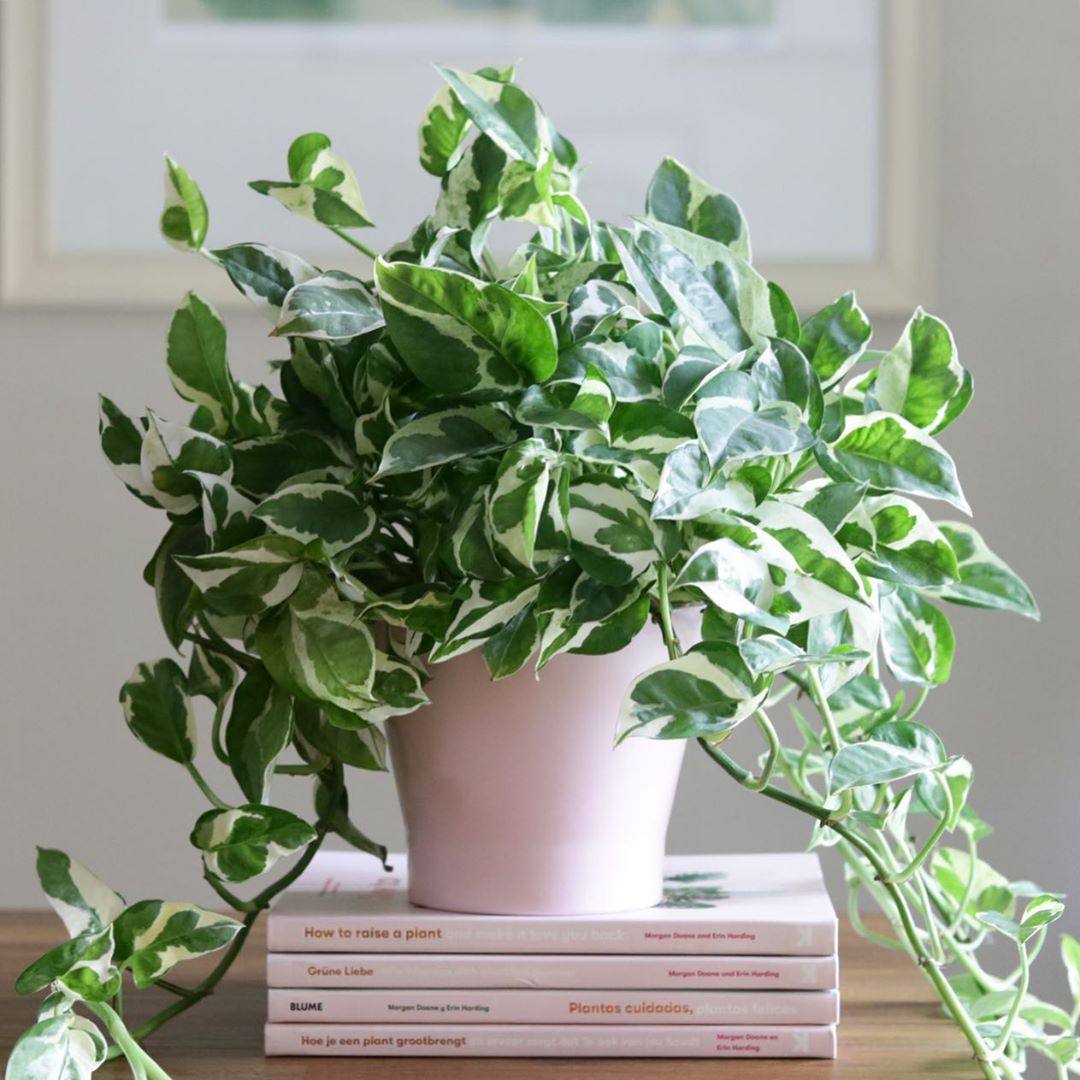 绿萝花叶白金新品同属半阴四季常绿易养护养护绿植