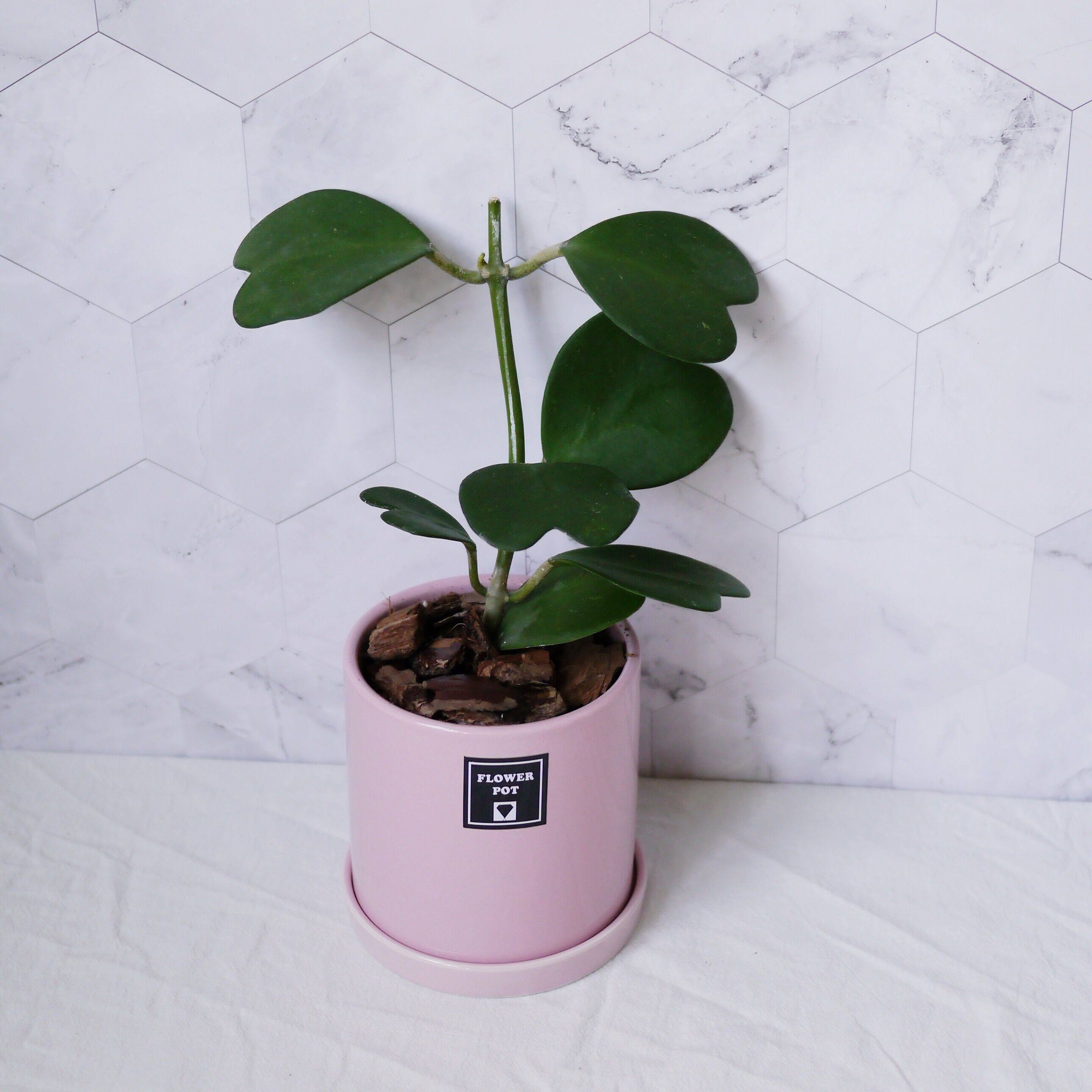 球兰植物心叶爱心型叶片多肉情人爬藤盆栽垂吊绿植