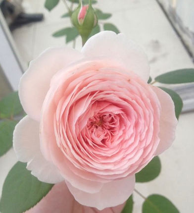 赫敏花漾河谷仁慈温柔奥斯汀灌木月季强香抗病时令草本花卉