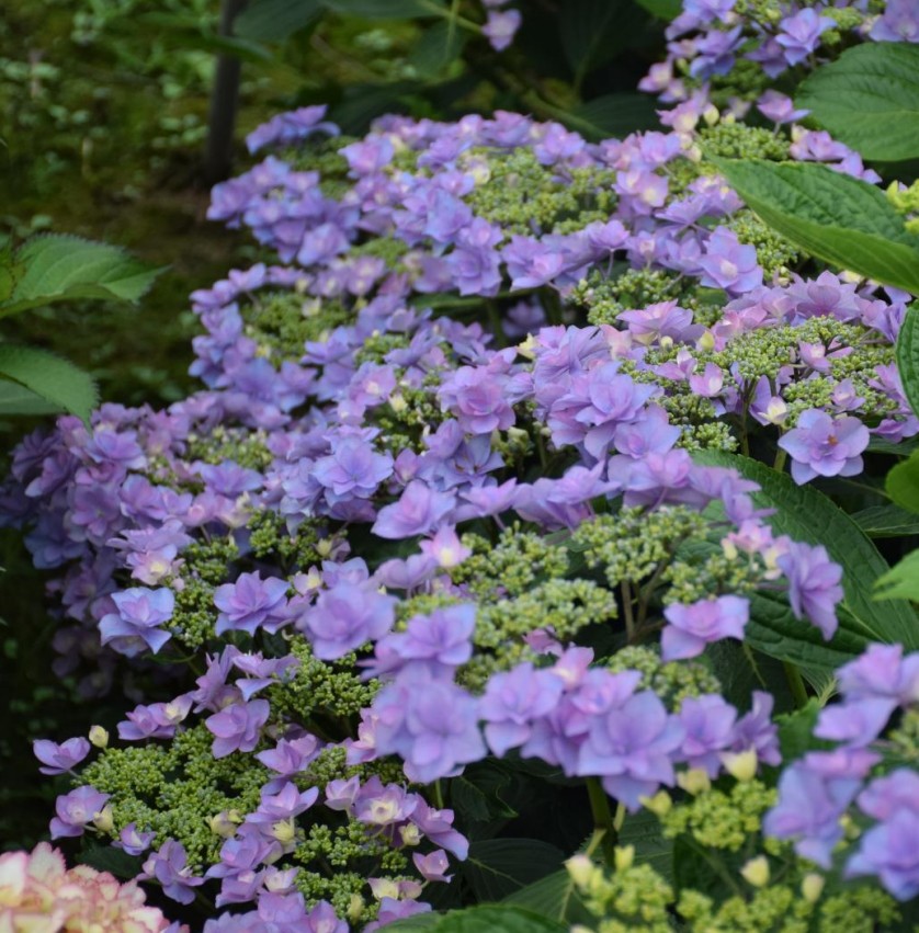 花漾河谷御殿平顶大花绣球阳台庭院花卉观叶