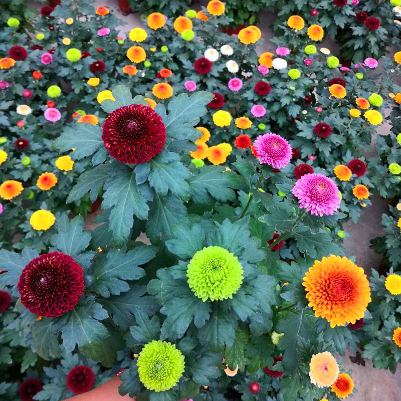 乒乓盆栽带花重球形菊花花苗室内阳台开花植物时令草本花卉