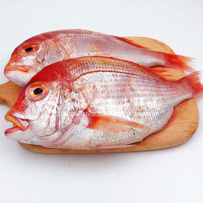 2斤深海加吉鱼新鲜红鲷鱼鲜活冷冻铜盆海鲜其它