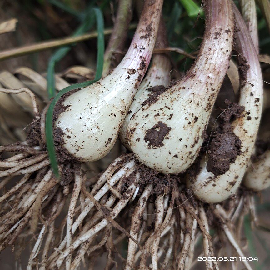 藠头新鲜农家自种教头叫头茭头当季蔬菜现挖其它