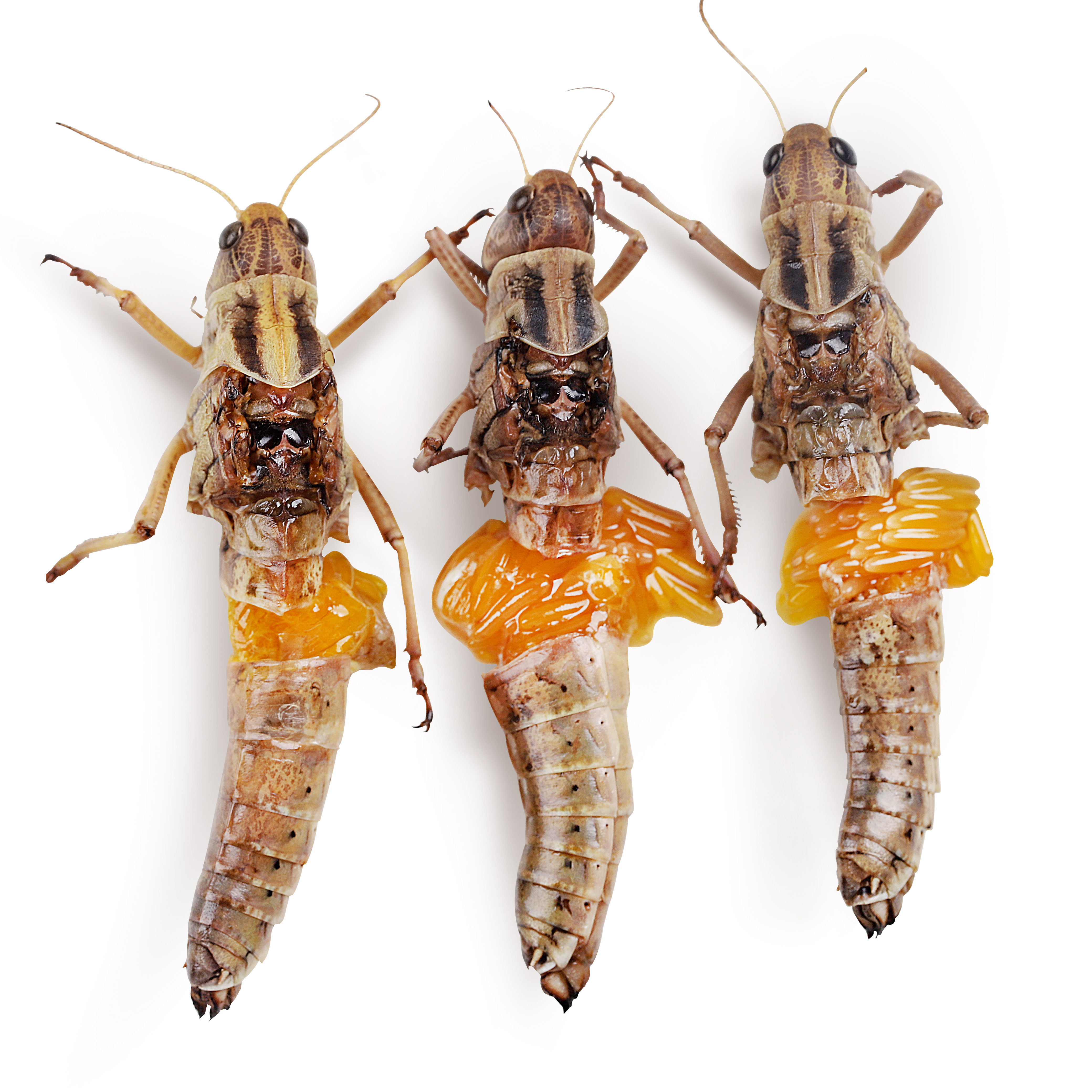 2021新鲜特价活体速冻纯母蚂蚱东亚亚飞蝗虫其他食品